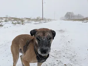 Hannah in the snow (Oct 2020)